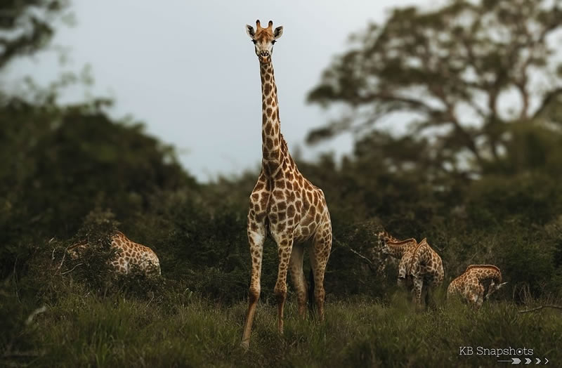 The Beauty Of South African Wildlife Photography 