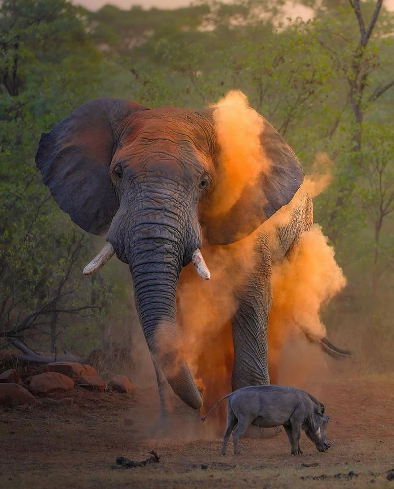 The Beauty Of South African Wildlife Photography 