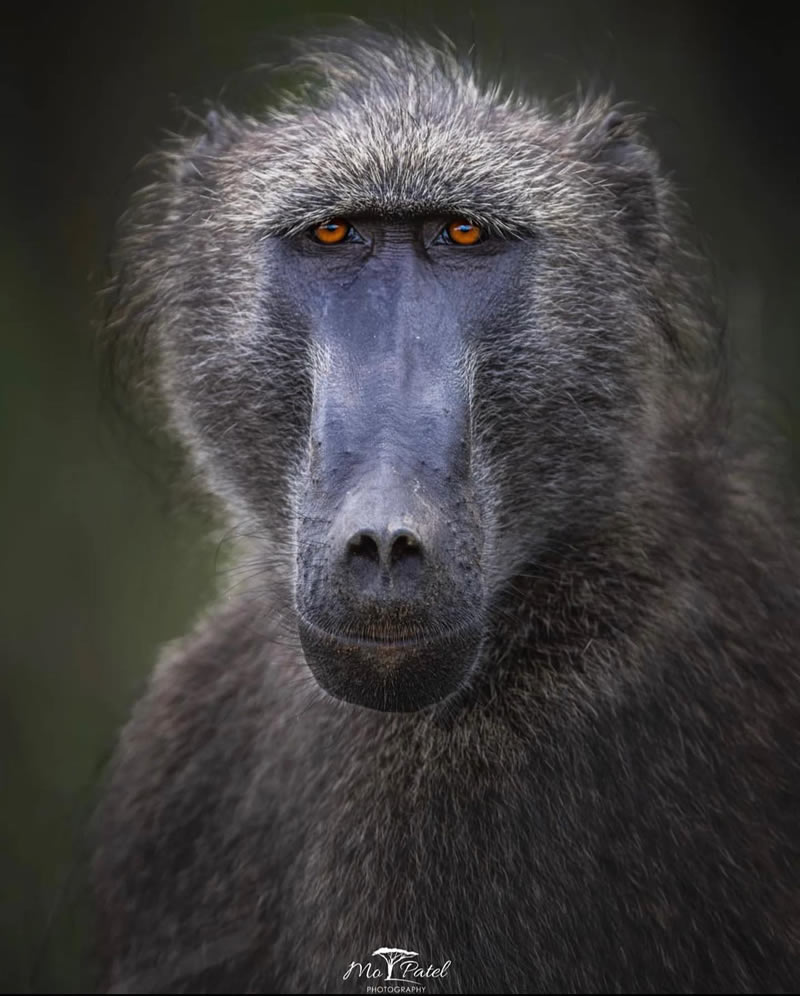 The Beauty Of South African Wildlife Photography 