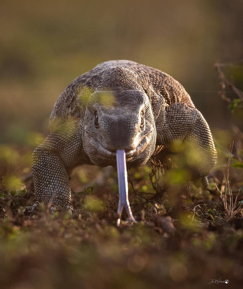 The Beauty Of South African Wildlife Photography 