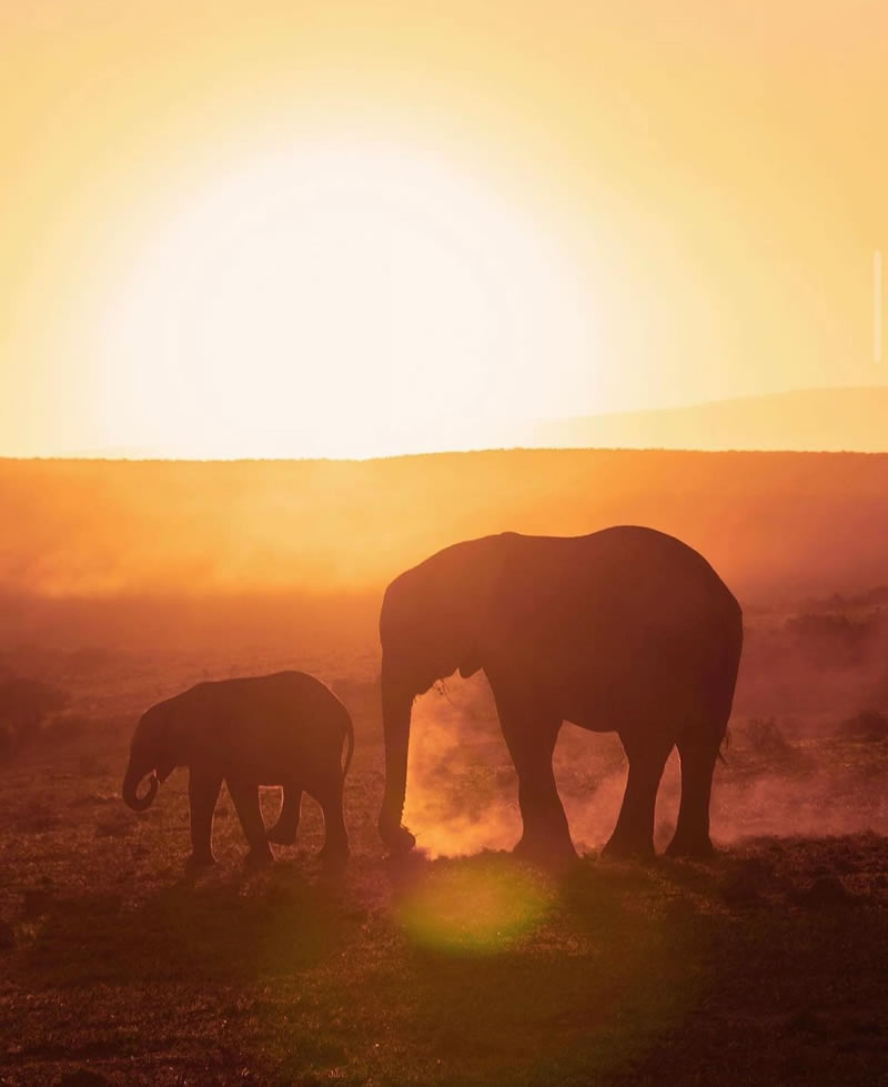 The Beauty Of South African Wildlife Photography 