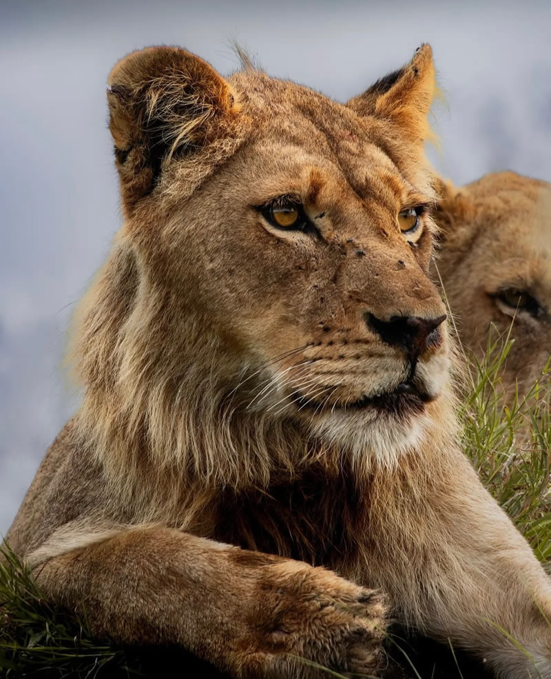 The Beauty Of South African Wildlife Photography 