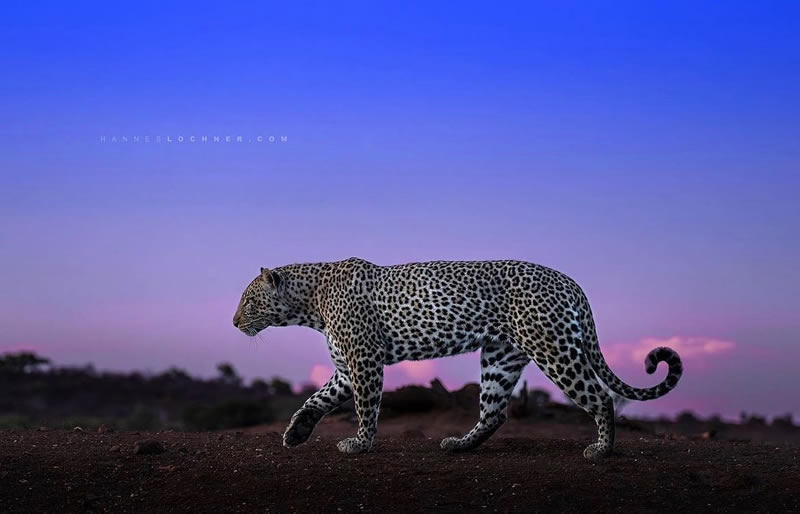 The Beauty Of South African Wildlife Photography 