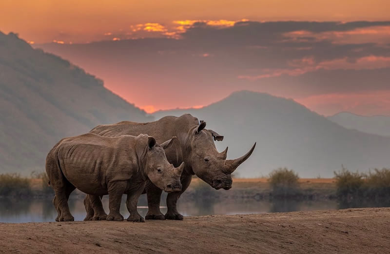 The Beauty Of South African Wildlife Photography 