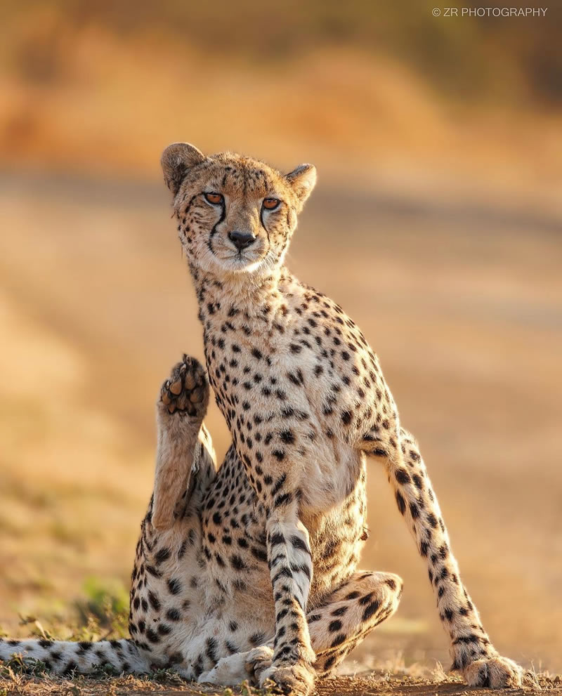 The Beauty Of South African Wildlife Photography 