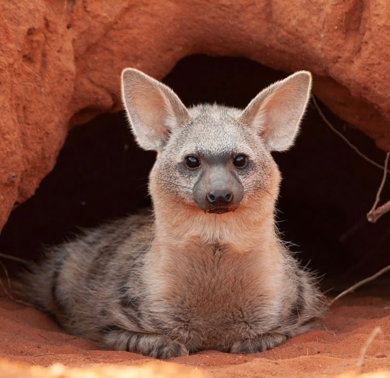 The Beauty Of South African Wildlife Photography 