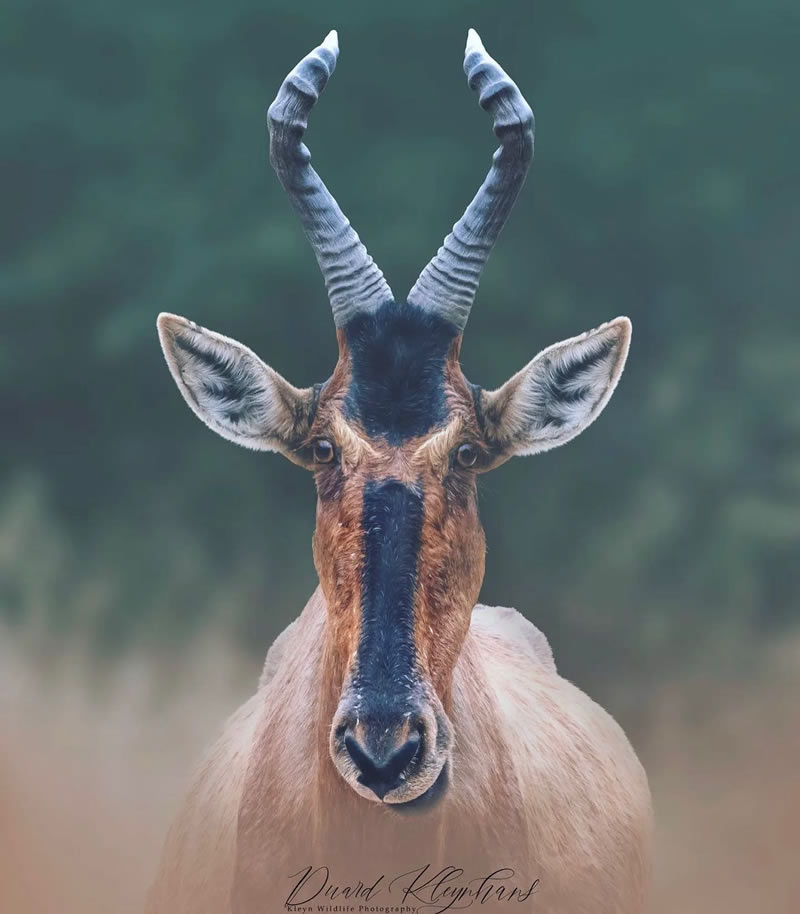 The Beauty Of South African Wildlife Photography 