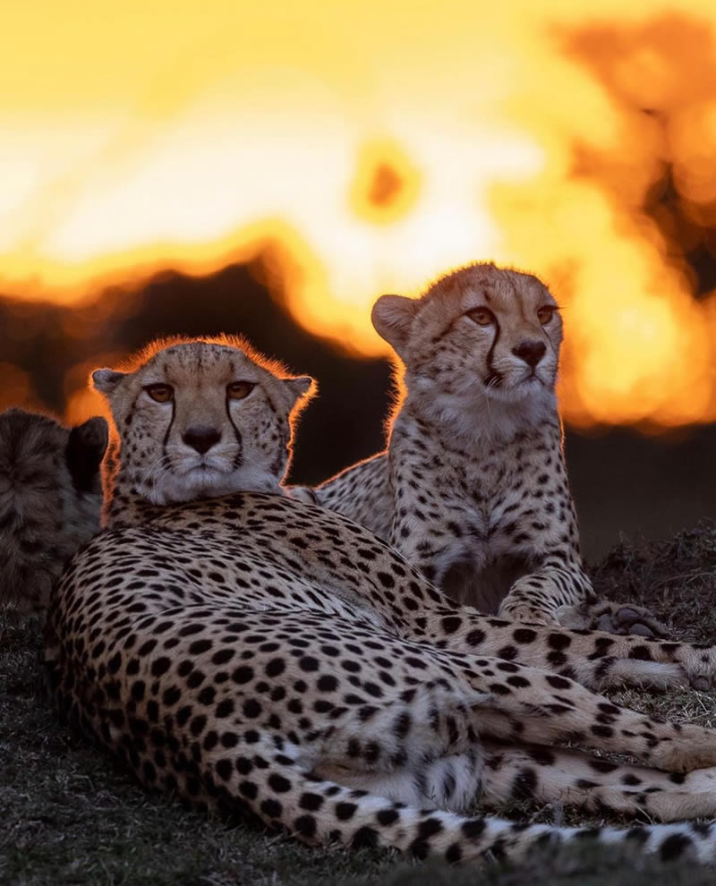 The Beauty Of South African Wildlife Photography 