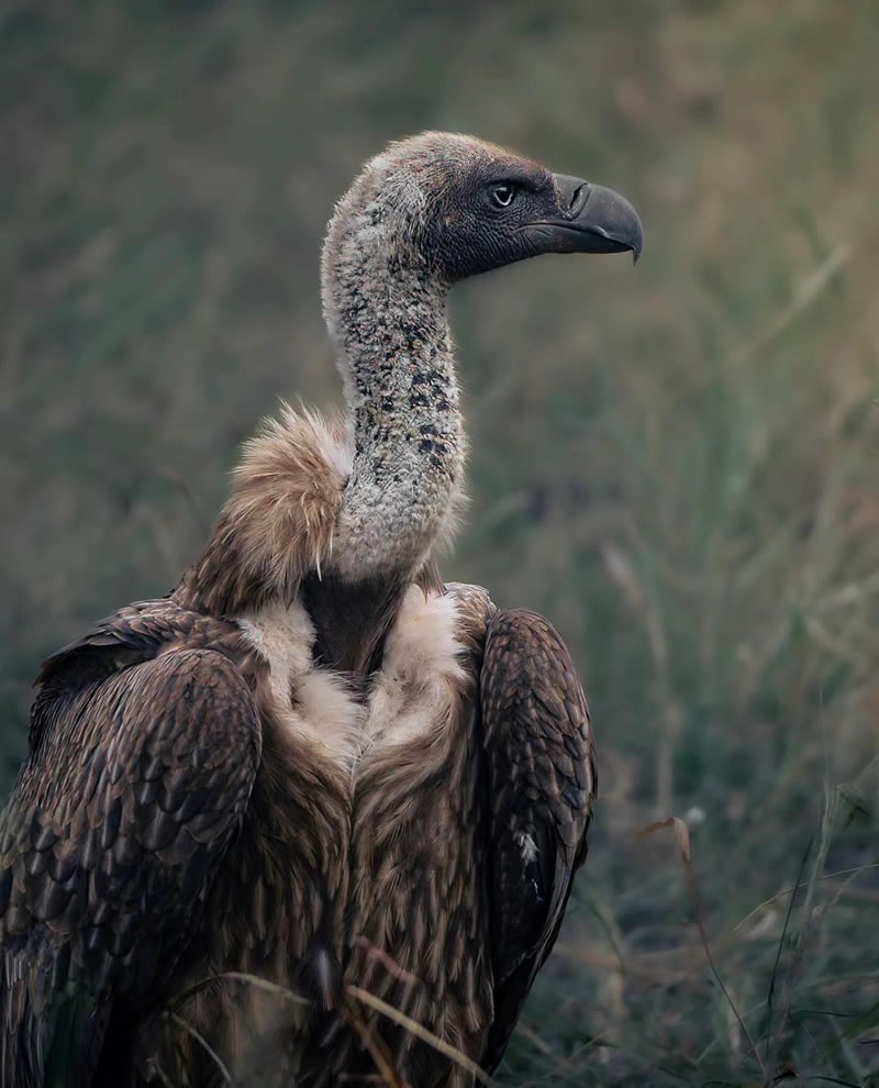 The Beauty Of South African Wildlife Photography 