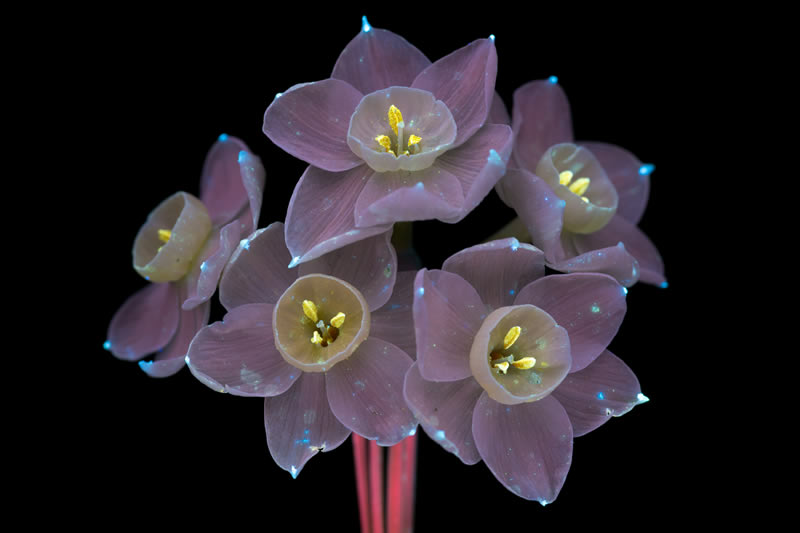 Ultraviolet Photos Of Sparkling Blooms By Craig Burrows