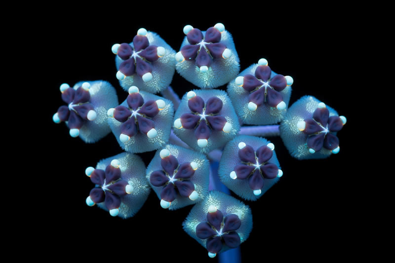 Ultraviolet Photos Of Sparkling Blooms By Craig Burrows