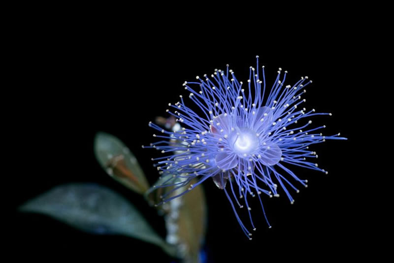 Ultraviolet Photos Of Sparkling Blooms By Craig Burrows