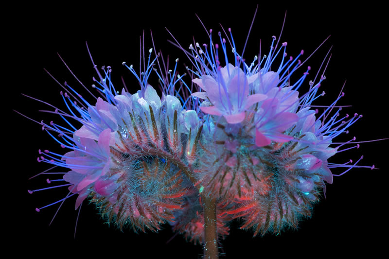 Ultraviolet Photos Of Sparkling Blooms By Craig Burrows