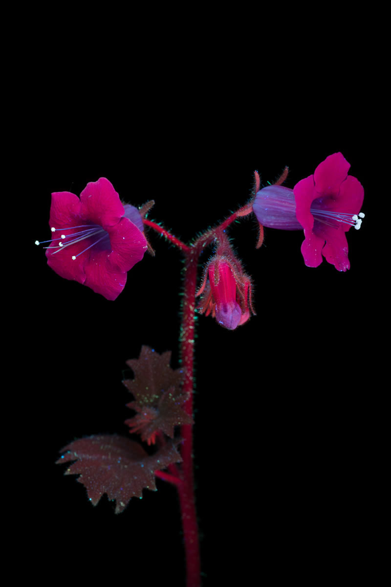 Ultraviolet Photos Of Sparkling Blooms By Craig Burrows