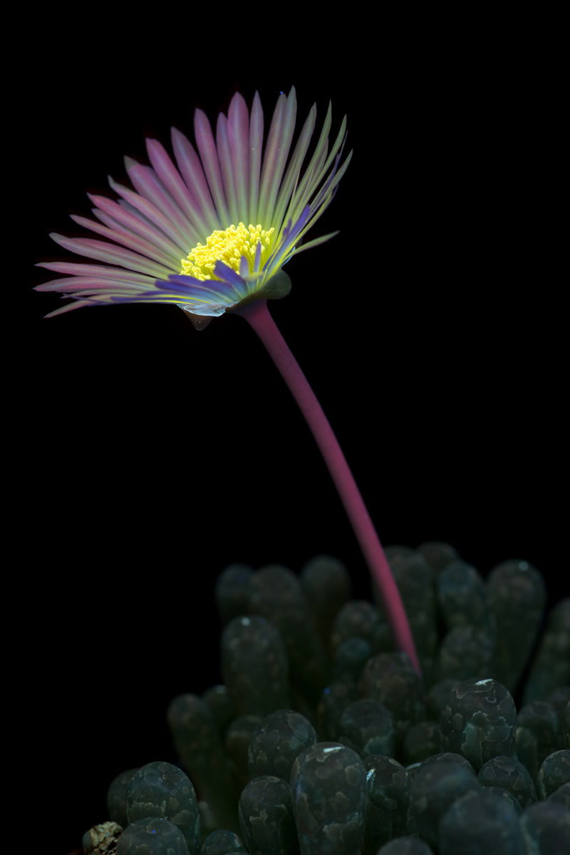 Ultraviolet Photos Of Sparkling Blooms By Craig Burrows