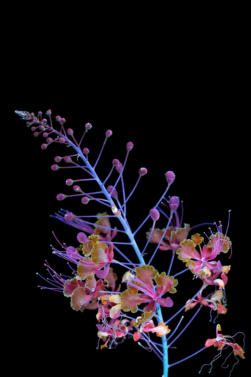 Ultraviolet Photos Of Sparkling Blooms By Craig Burrows