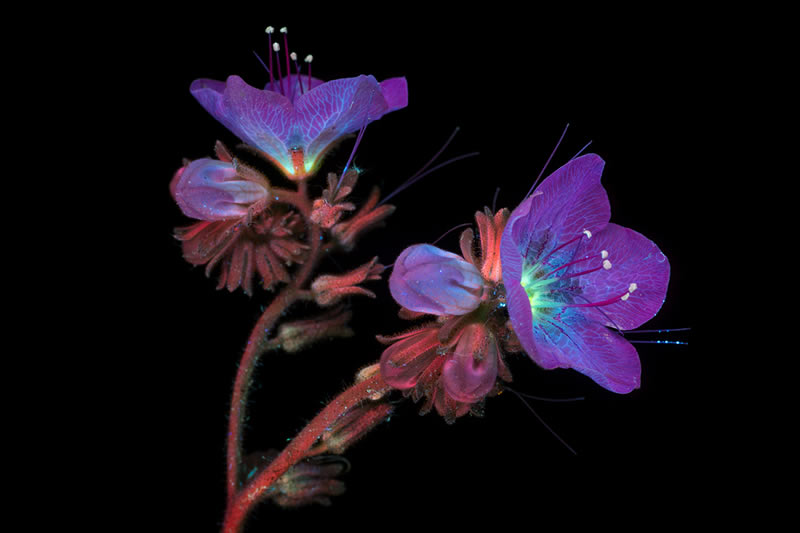 Ultraviolet Photos Of Sparkling Blooms By Craig Burrows