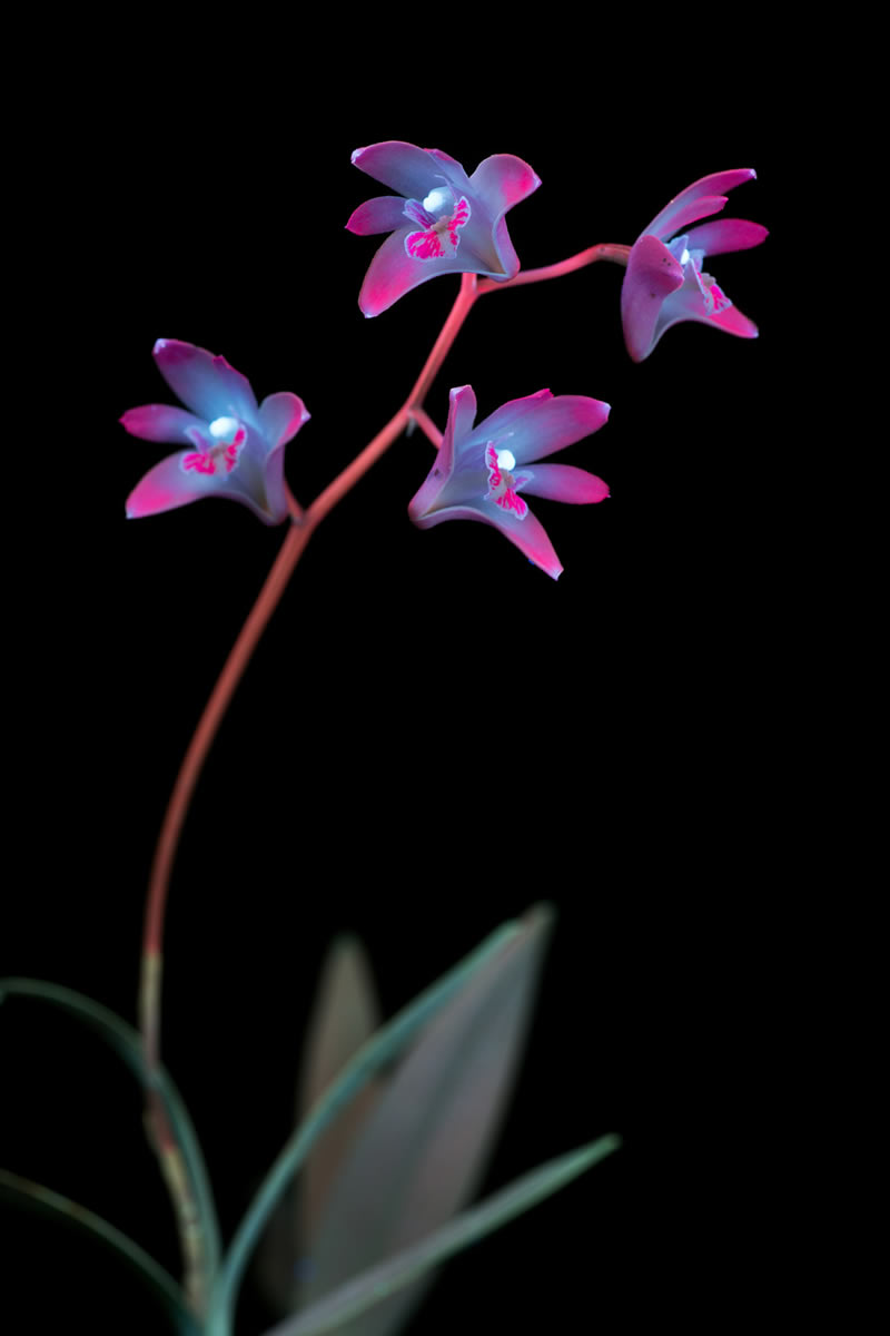 Ultraviolet Photos Of Sparkling Blooms By Craig Burrows