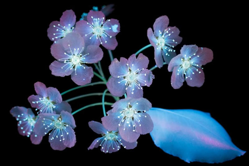 Ultraviolet Photos Of Sparkling Blooms By Craig Burrows