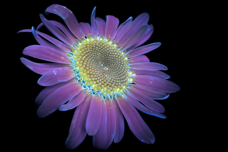 Ultraviolet Photos Of Sparkling Blooms By Craig Burrows