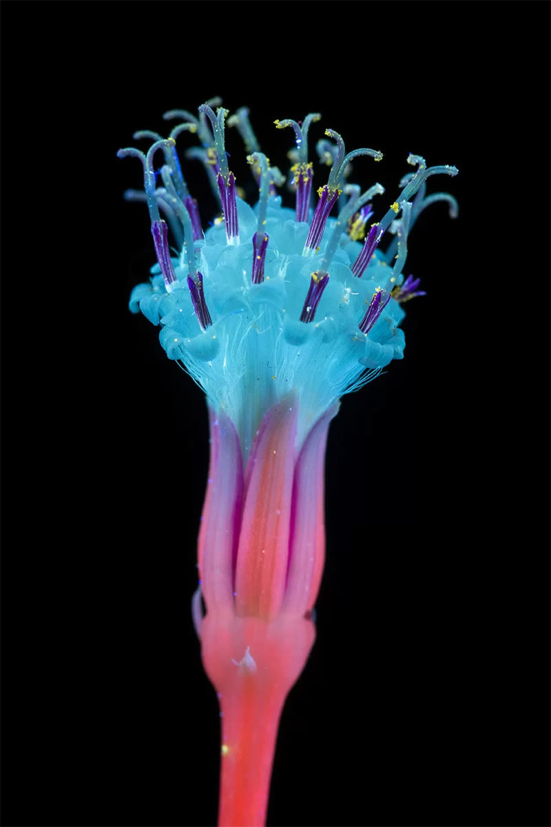 Ultraviolet Photos Of Sparkling Blooms By Craig Burrows