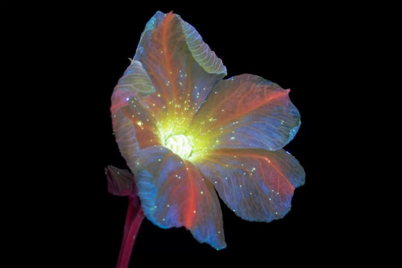 Ultraviolet Photos Of Sparkling Blooms By Craig Burrows