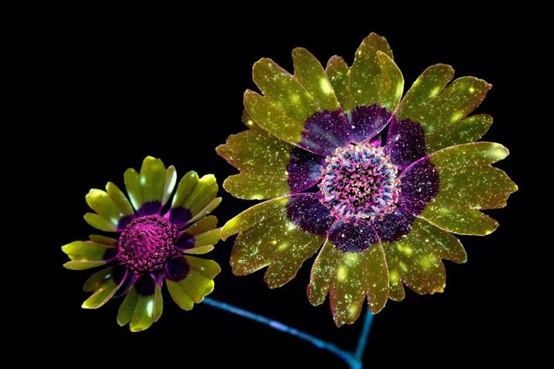 Ultraviolet Photos Of Sparkling Blooms By Craig Burrows