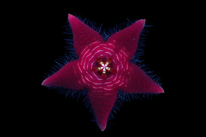 Ultraviolet Photos Of Sparkling Blooms By Craig Burrows