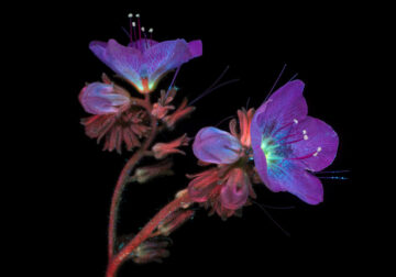 Ultraviolet Photos Of Sparkling Blooms By Craig Burrows