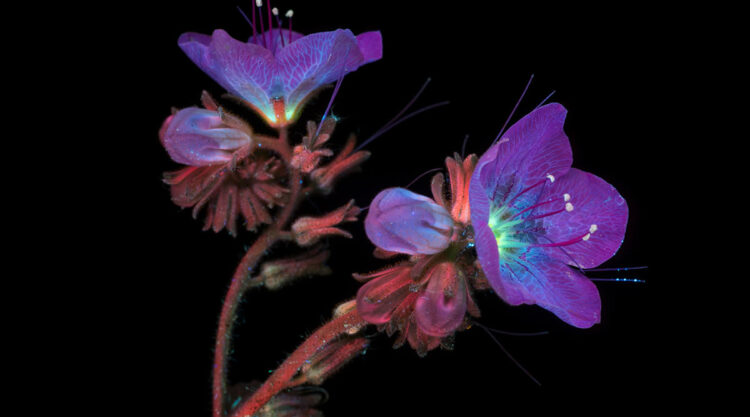 Ultraviolet Photos Of Sparkling Blooms By Craig Burrows