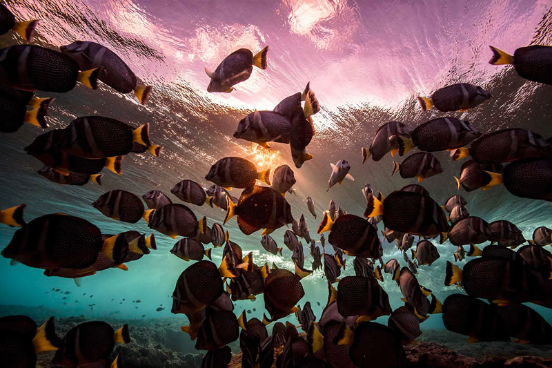 Breathtaking Underwater Photography By Matt Porteous