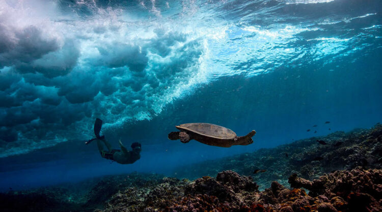 Breathtaking Underwater Photography By Matt Porteous