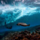 Breathtaking Underwater Photography By Matt Porteous