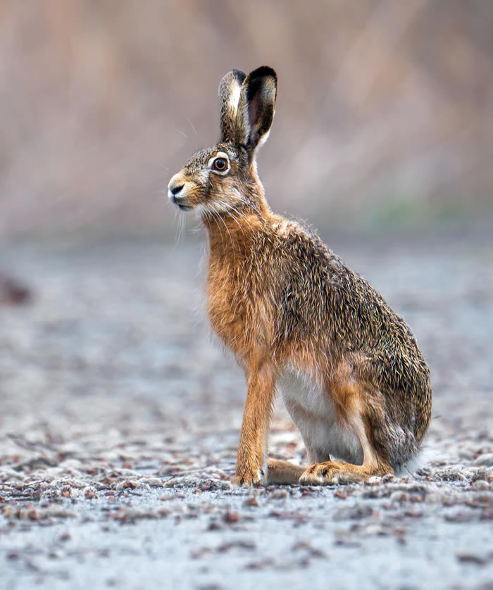 Amazing Photos Of Animals In Their Natural Habitat By Alex Ugalek