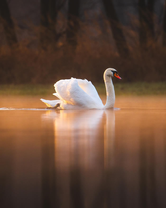 Amazing Photos Of Animals In Their Natural Habitat By Alex Ugalek