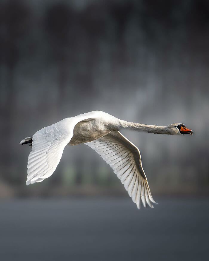 Amazing Photos Of Animals In Their Natural Habitat By Alex Ugalek