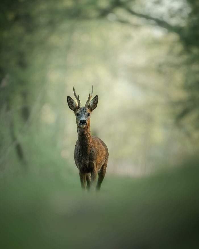 Amazing Photos Of Animals In Their Natural Habitat By Alex Ugalek