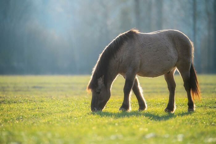 Amazing Photos Of Animals In Their Natural Habitat By Alex Ugalek