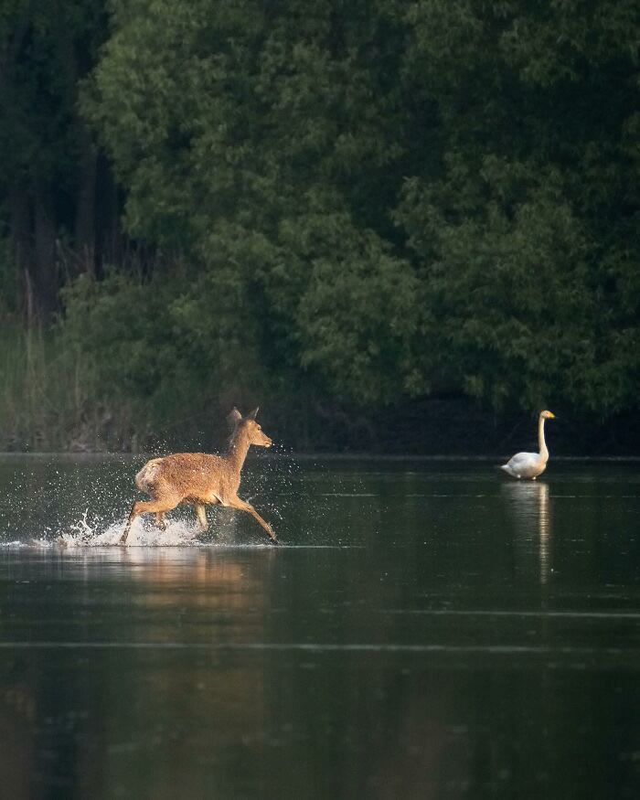 Amazing Photos Of Animals In Their Natural Habitat By Alex Ugalek