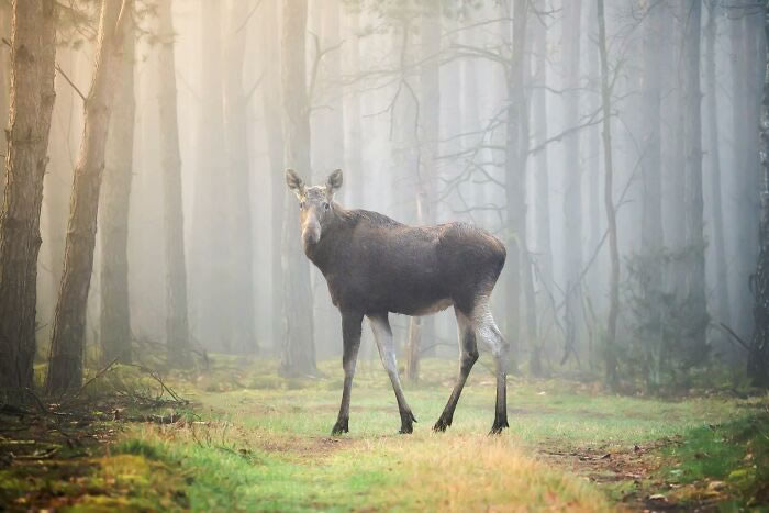 Amazing Photos Of Animals In Their Natural Habitat By Alex Ugalek