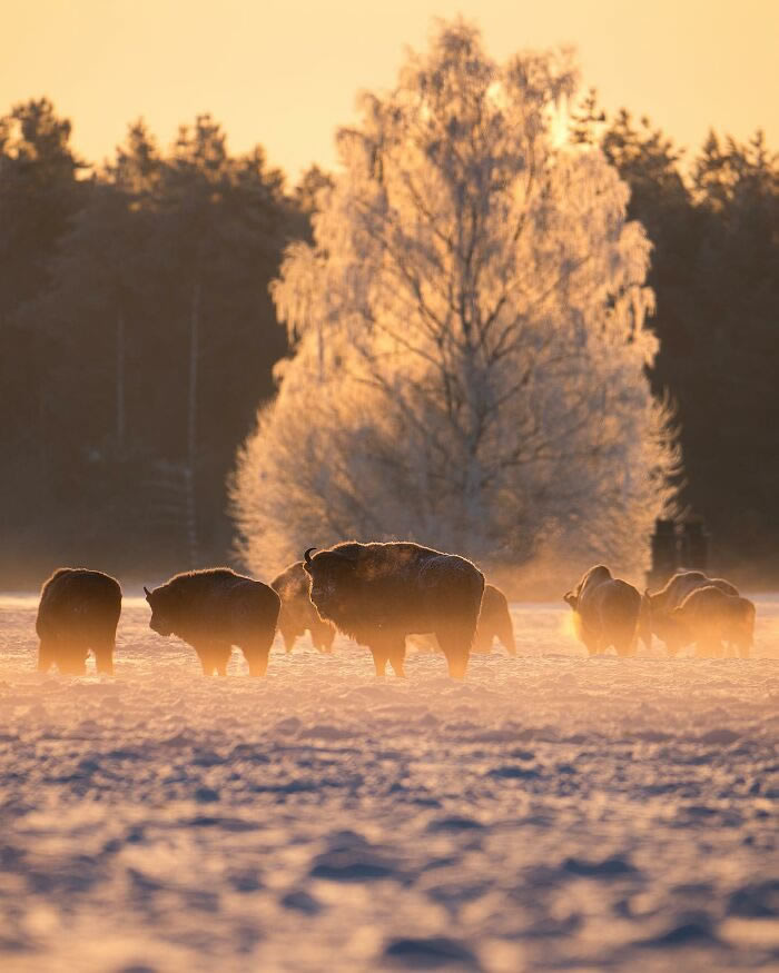 Amazing Photos Of Animals In Their Natural Habitat By Alex Ugalek