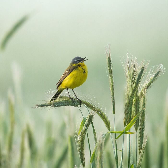 Amazing Photos Of Animals In Their Natural Habitat By Alex Ugalek