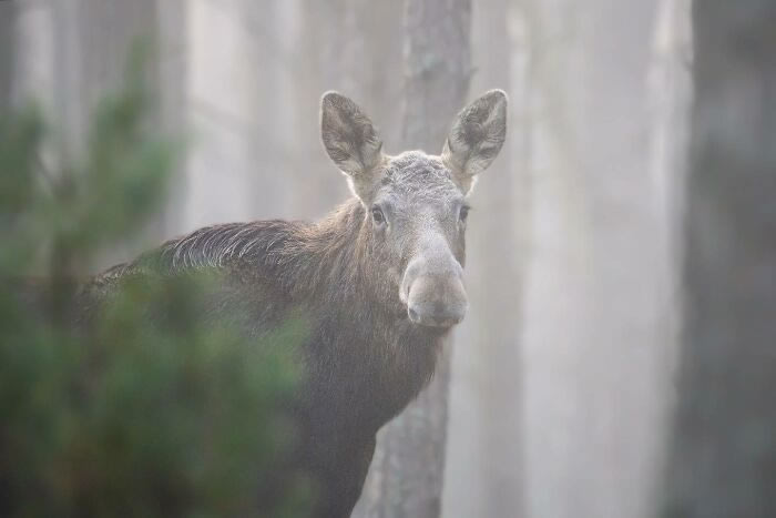 Amazing Photos Of Animals In Their Natural Habitat By Alex Ugalek