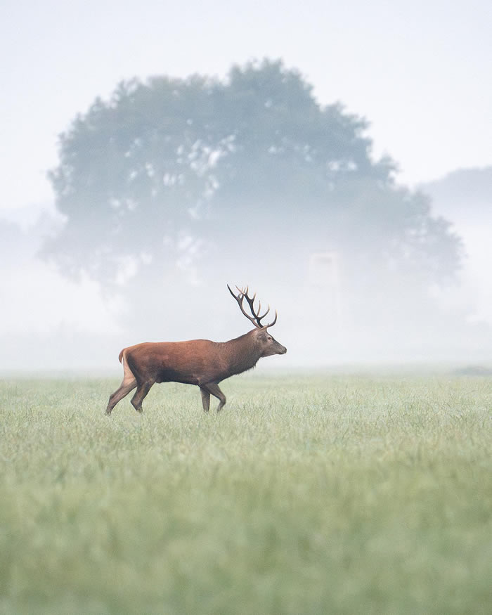 Amazing Photos Of Animals In Their Natural Habitat By Alex Ugalek