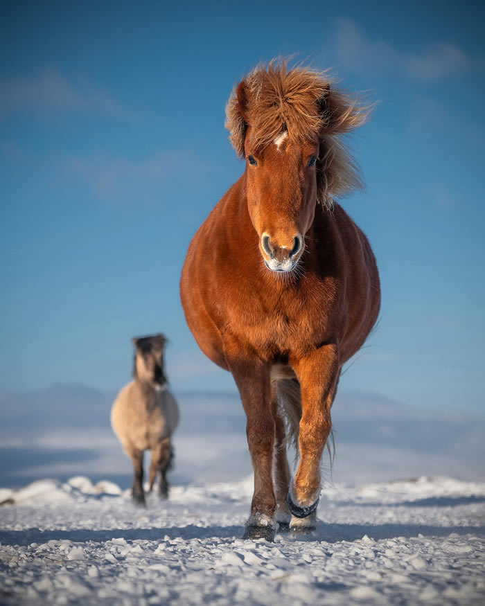 Amazing Photos Of Animals In Their Natural Habitat By Alex Ugalek