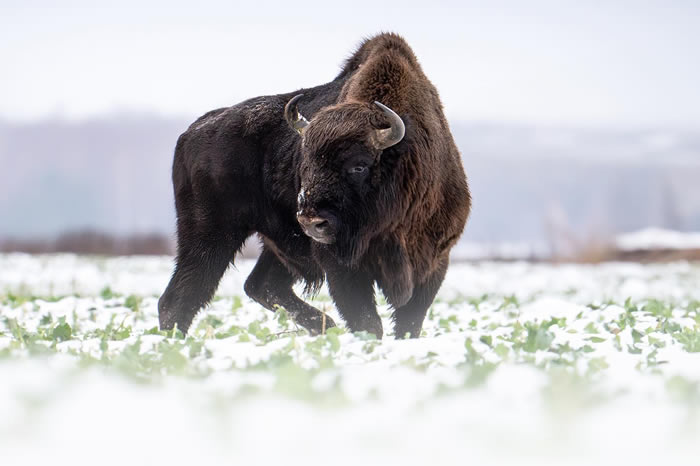 Amazing Photos Of Animals In Their Natural Habitat By Alex Ugalek