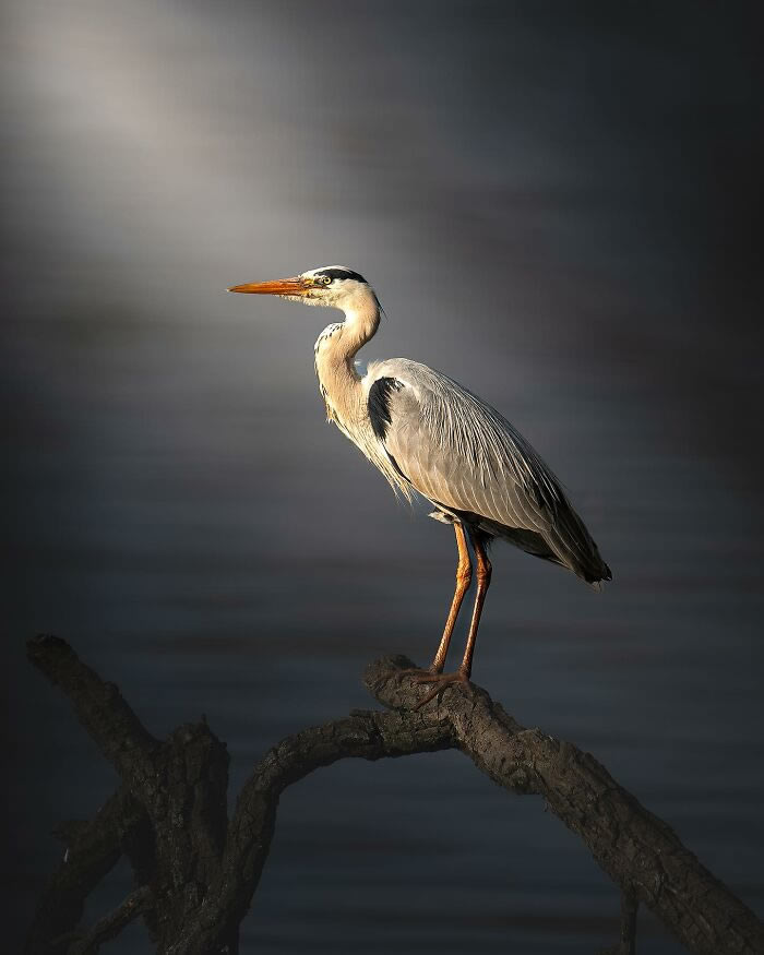 Amazing Photos Of Animals In Their Natural Habitat By Alex Ugalek