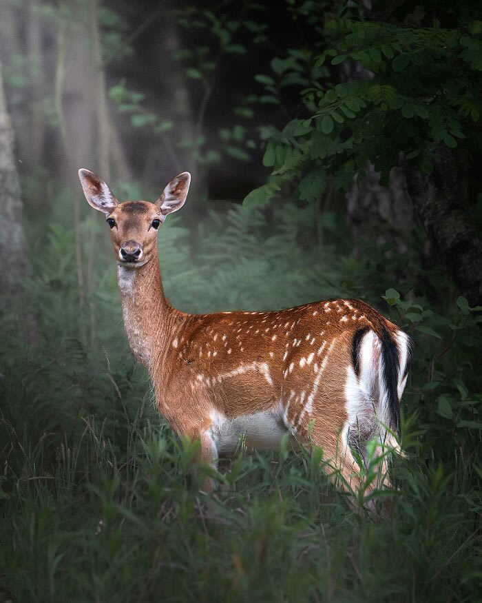 Amazing Photos Of Animals In Their Natural Habitat By Alex Ugalek