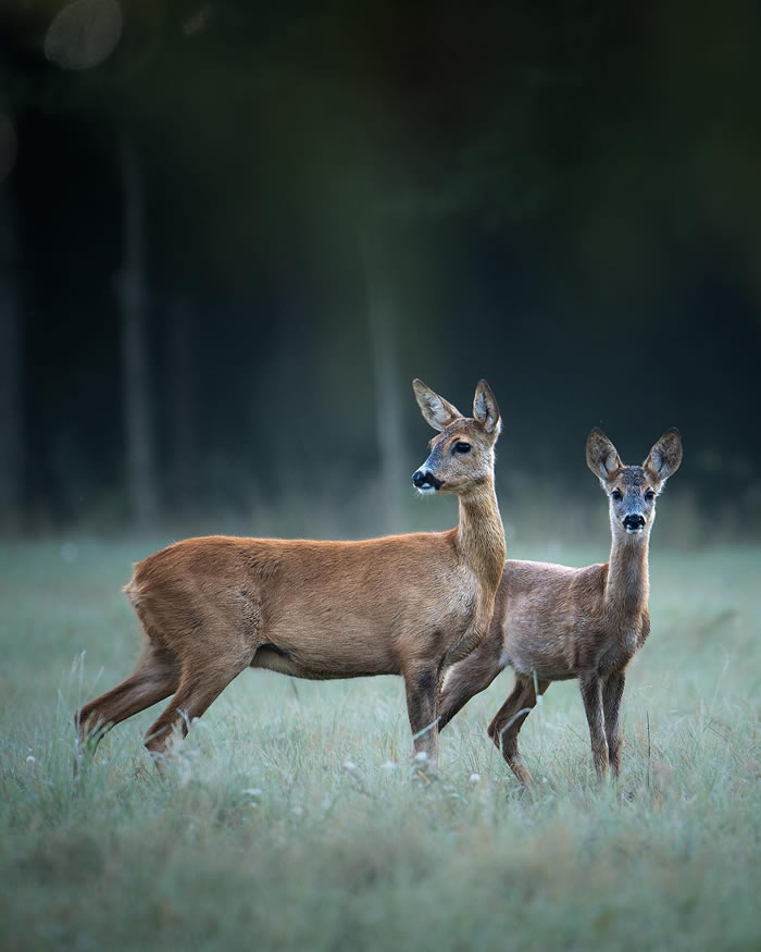 Amazing Photos Of Animals In Their Natural Habitat By Alex Ugalek