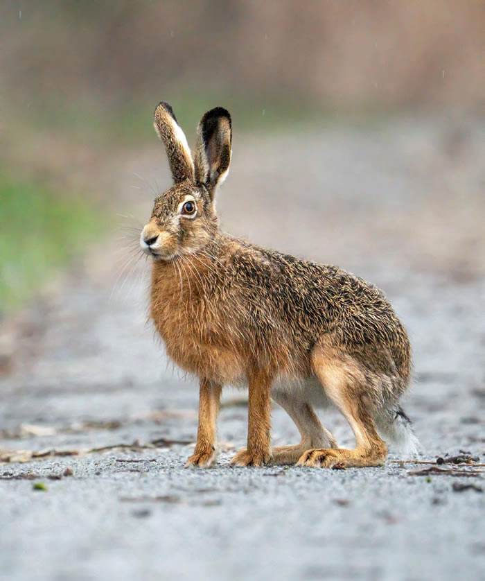 Amazing Photos Of Animals In Their Natural Habitat By Alex Ugalek